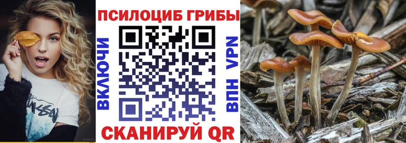 закладка  Голицыно  Галлюциногенные грибы Psilocybe 